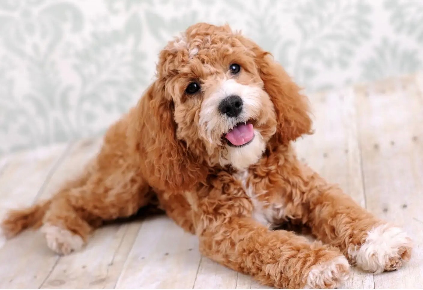 Puppy learning to sit during a home training session